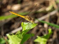 Sumpf-Heidelibelle Männchen